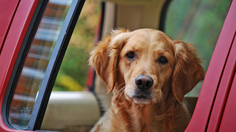 Illustration for article titled The Cutest Pups In Trucks On National Dog Day